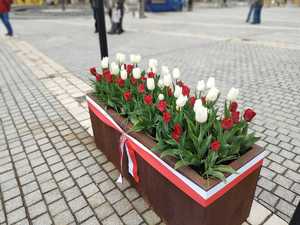 na zdjęciu donica z biało-czerwonymi tulipanami przewiązana biało czerwoną wstążką